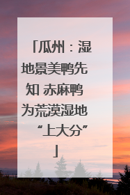 瓜州：湿地景美鸭先知 赤麻鸭为荒漠湿地“上大分”